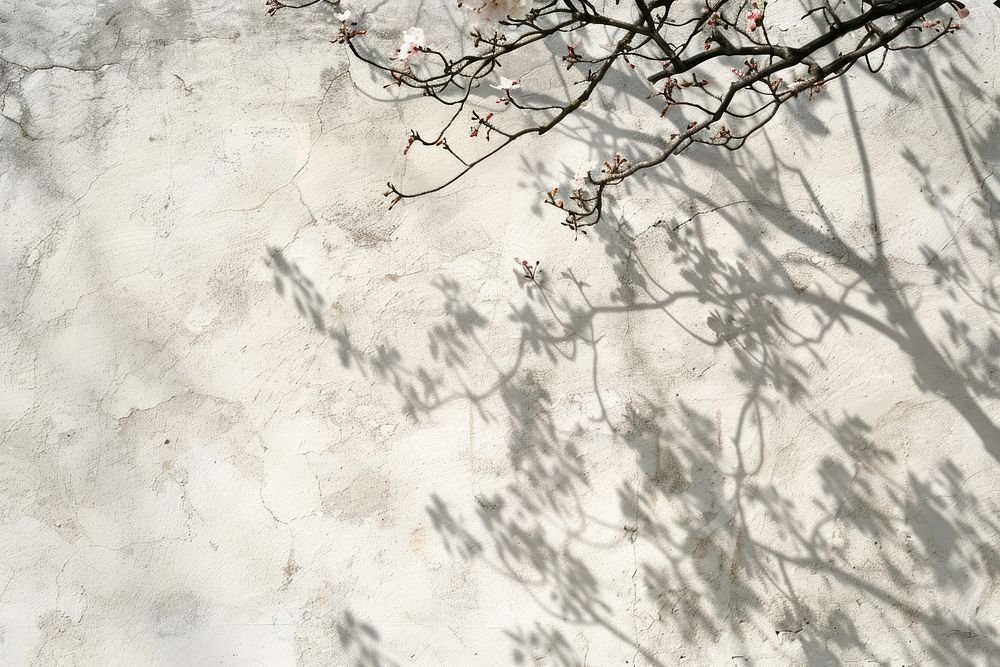 A shadow is cast by cherry tree flowered branches on a white wall outdoors nature plant.