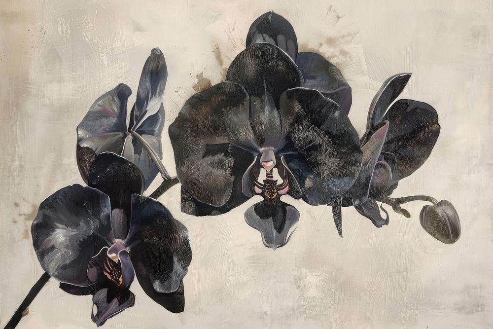 Black orchid flowers painting plant inflorescence.