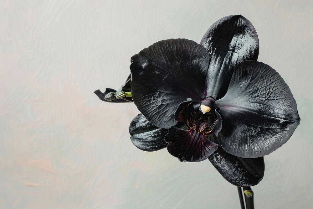 Black orchid flower petal plant inflorescence.