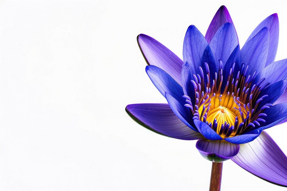 Blue lotus blossom flower purple.