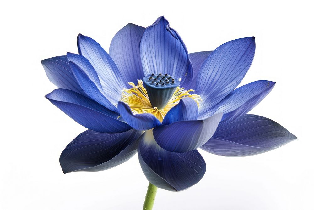 Blue lotus blossom flower petal.