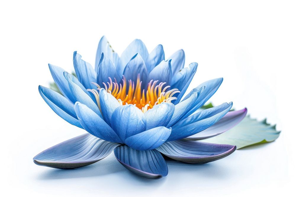 Blue lotus flower petal plant.