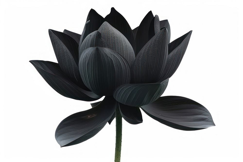 Black lotus flower petal plant.