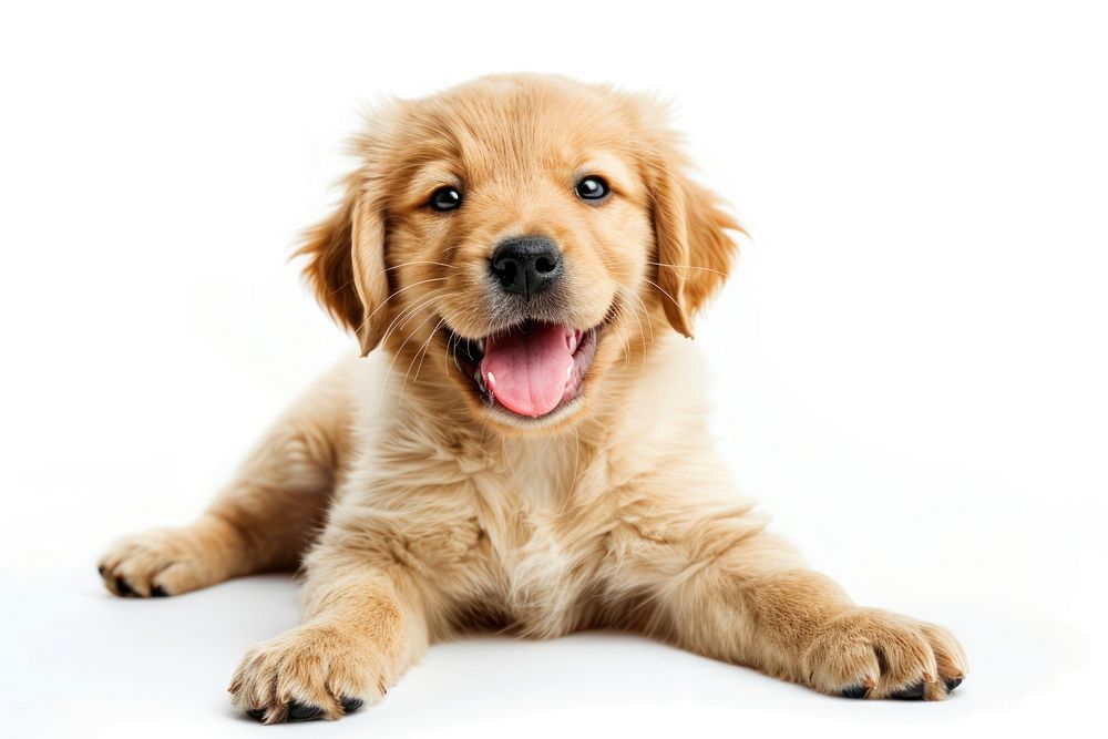 Happy baby golden dog mammal animal puppy.