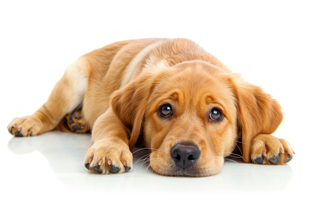 Sad baby golden dog mammal animal puppy.