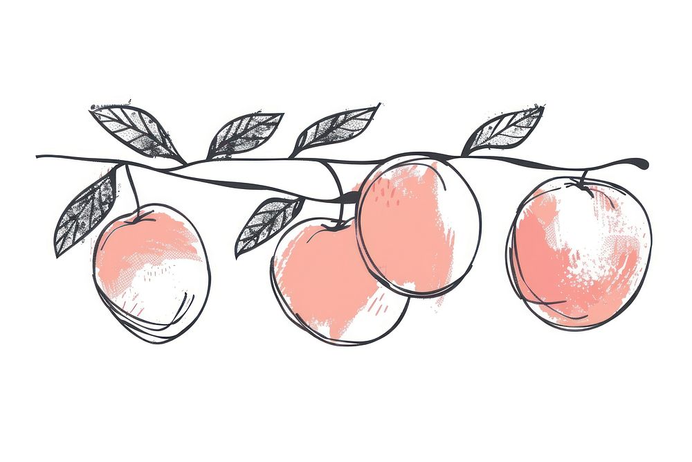 Divider doodle of peach fruit plant food.