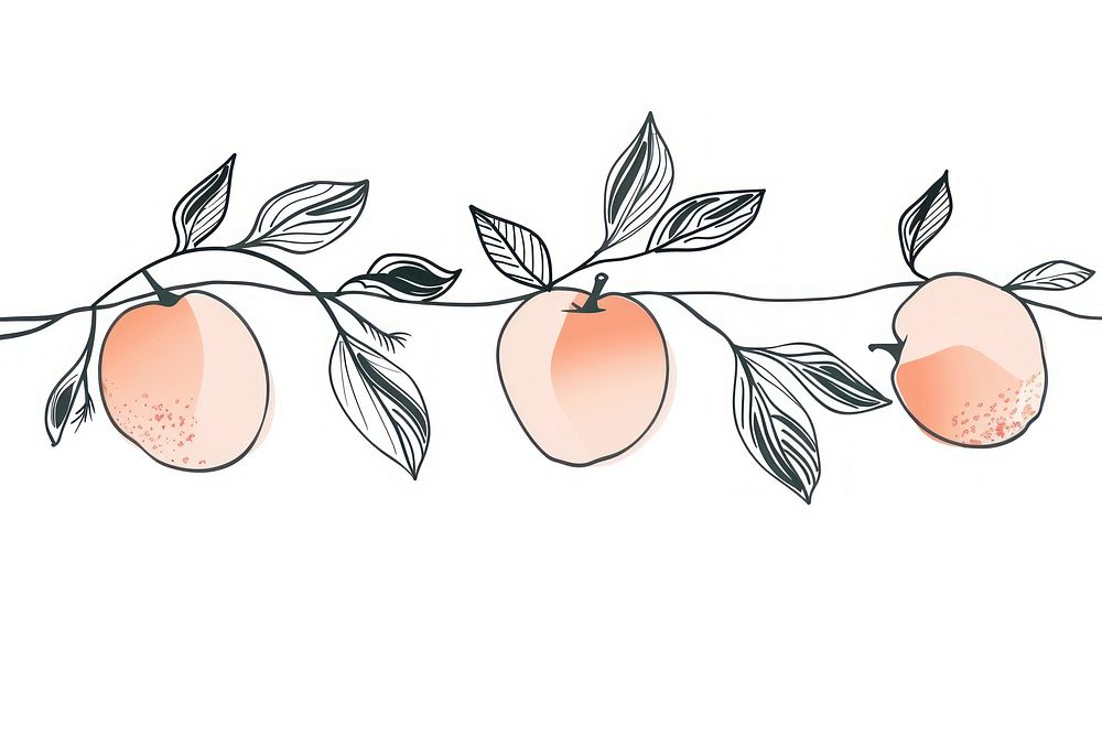Divider doodle of peach plant fruit line.