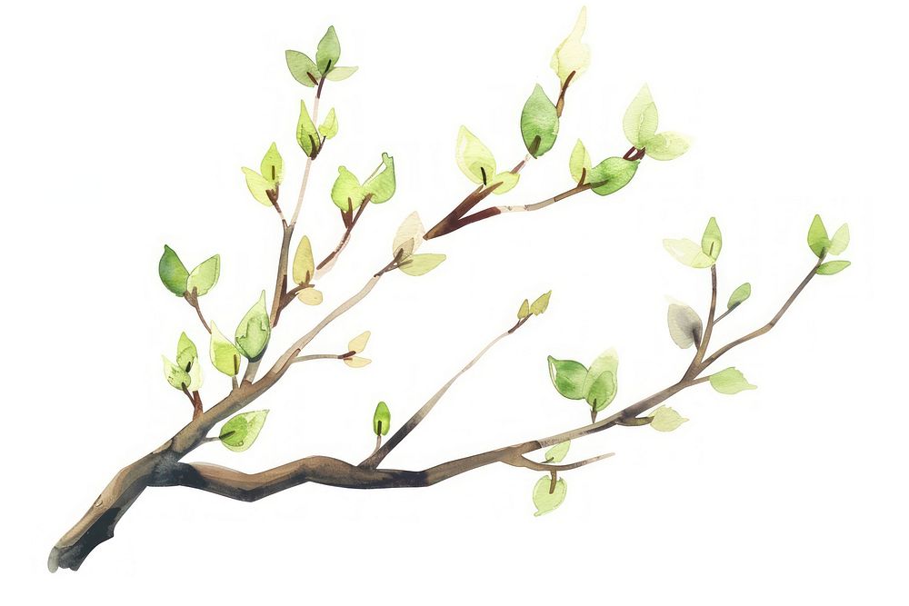 Tree branch watercolor blossom plant leaf.