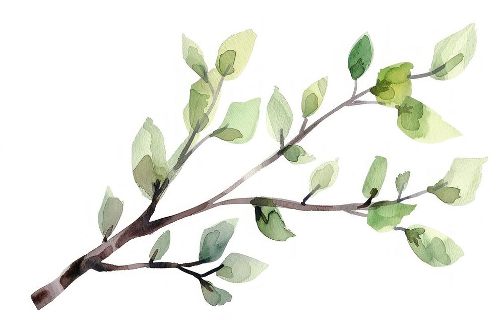 Tree branch watercolor plant leaf annonaceae.
