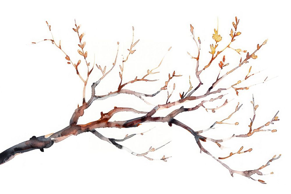 Tree branch watercolor drawing sketch plant.