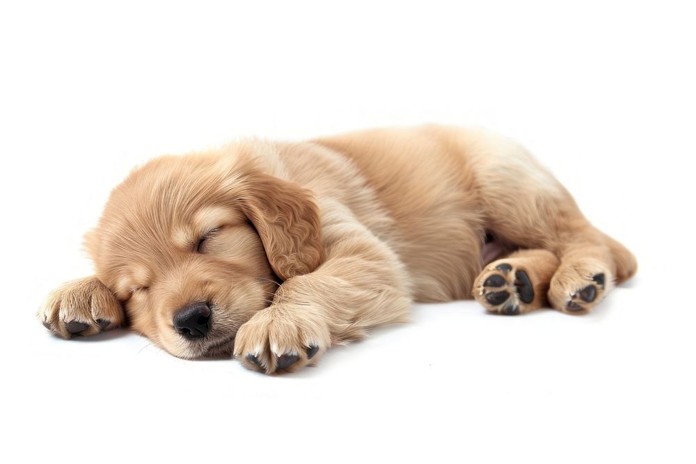 Sleeping baby golden dog animal mammal puppy.