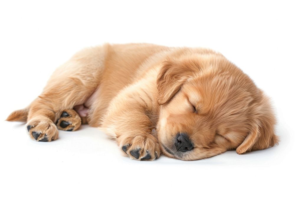 Sleeping baby golden dog mammal animal puppy.