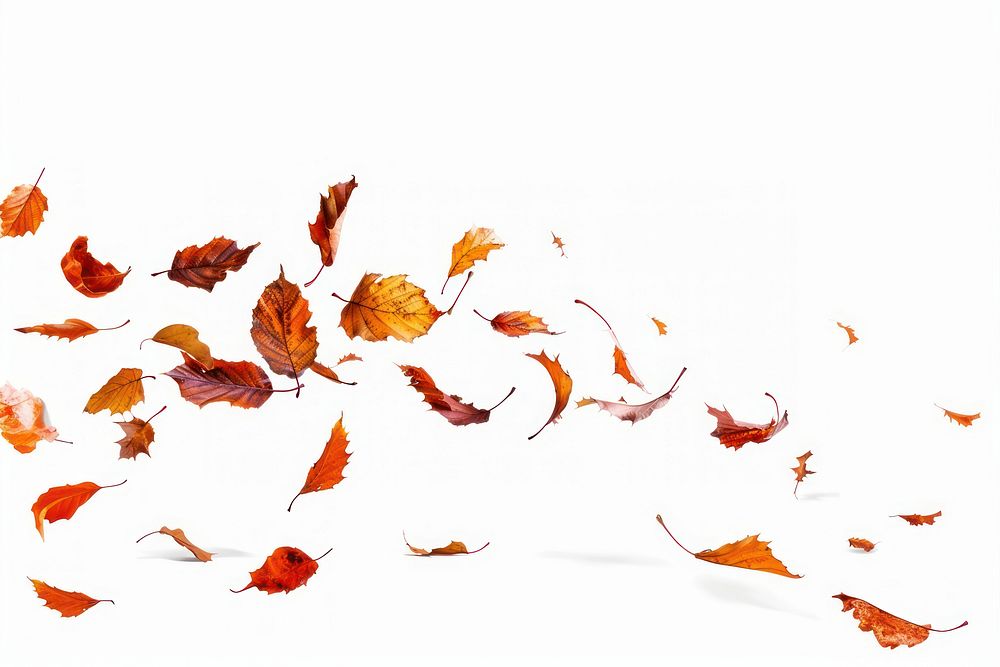 Autumn leaves flying backgrounds autumn plant.