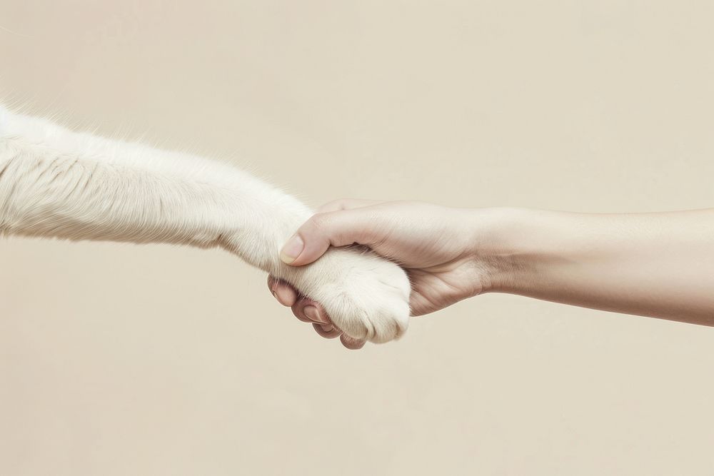 Cat hand shaking leg mammal animal white.