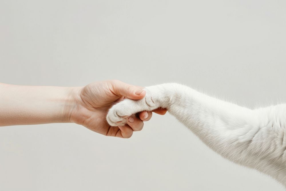 Cat hand shaking leg mammal animal finger.