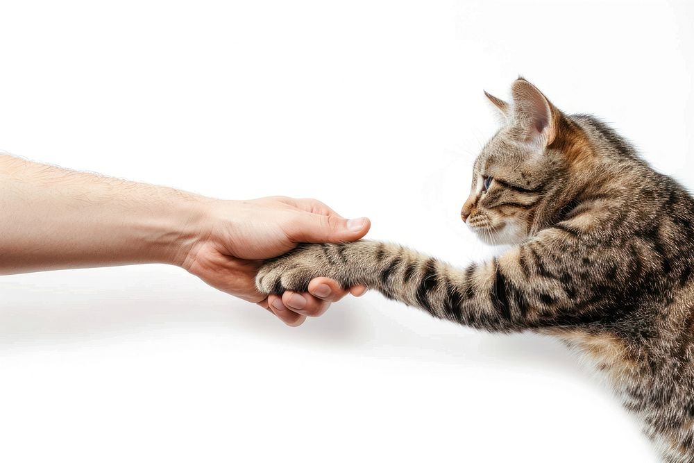 Cat hand shaking leg animal mammal kitten.