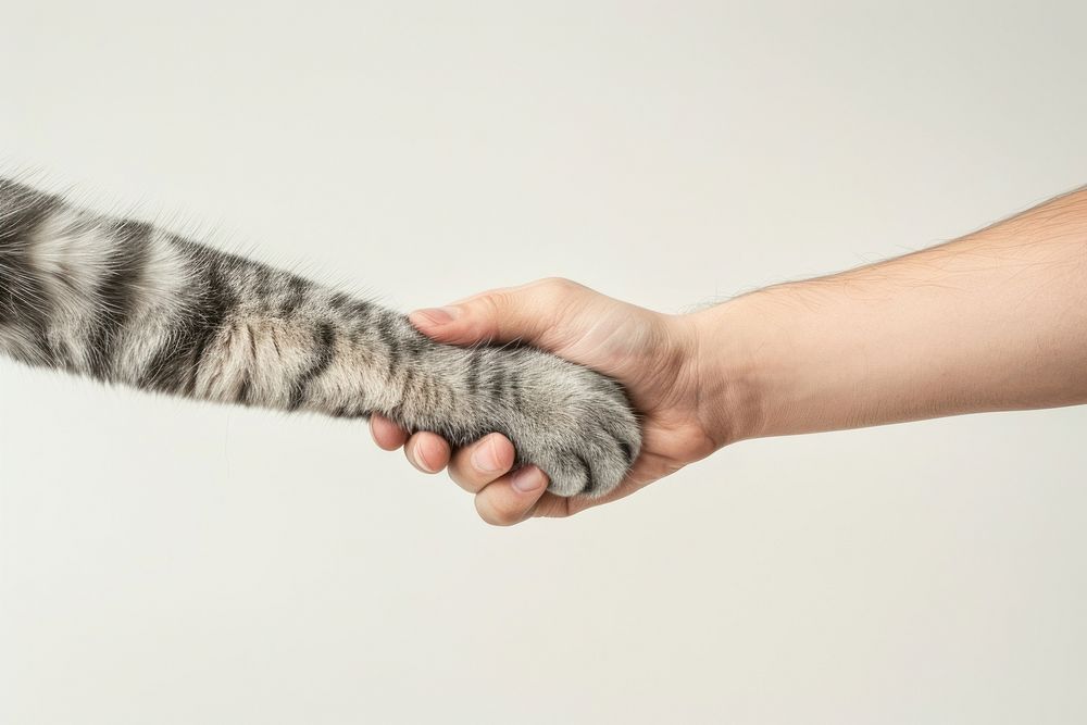 Cat leg shaking hand mammal animal human.