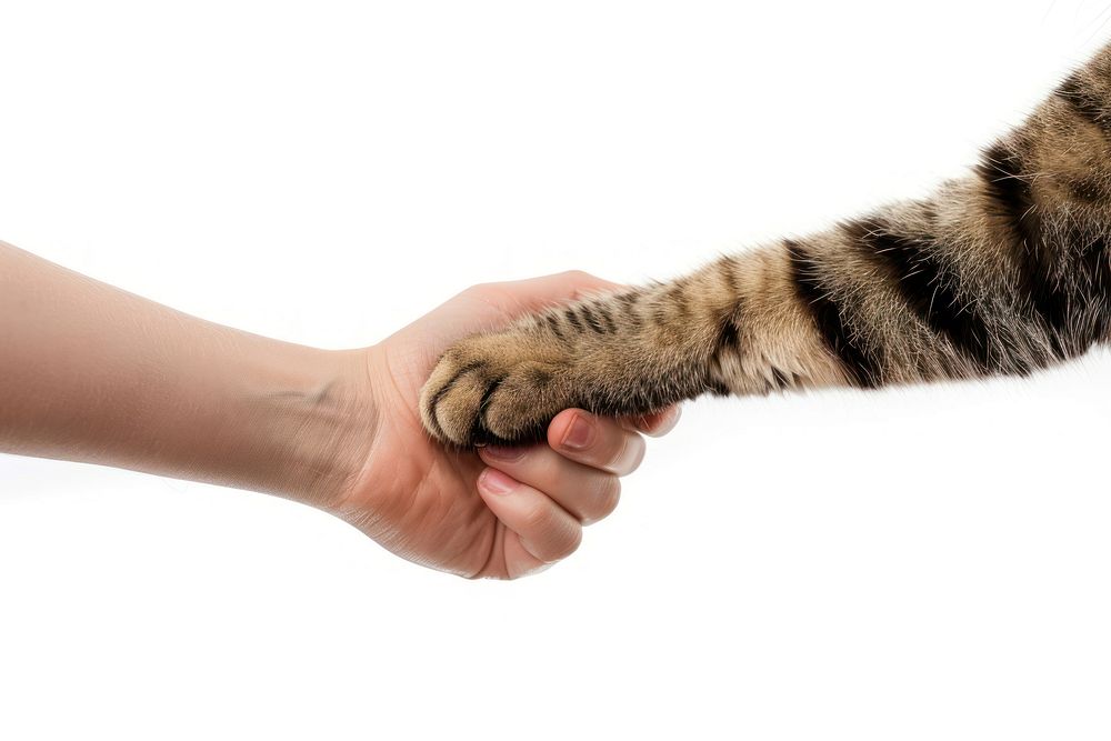 Cat leg shaking hand animal mammal finger.
