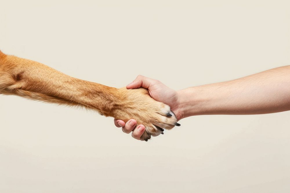 Dog hand shaking leg mammal animal human.