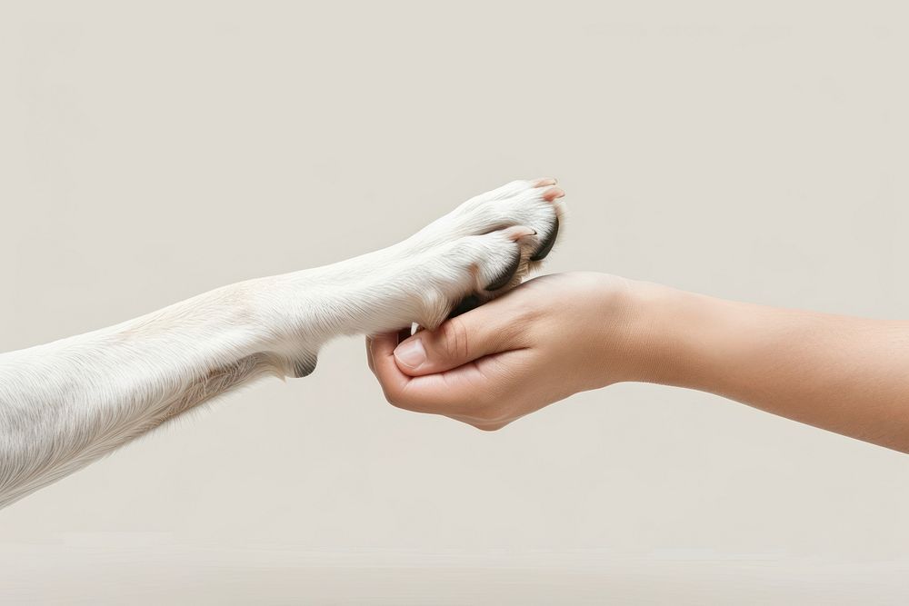 Dog hand shaking leg human weimaraner carnivora.