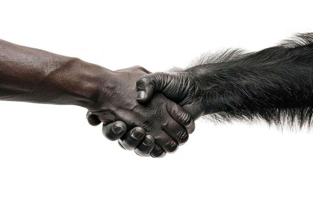Gorila hand shaking hand animal adult human.