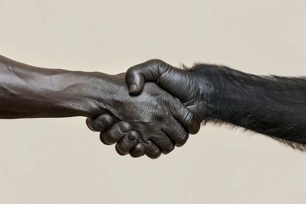 Gorilla hand shaking hand adult human handshake.