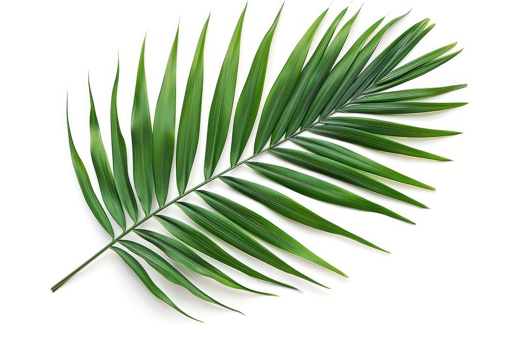Dark tropical green palm leaf tree plant white background freshness.