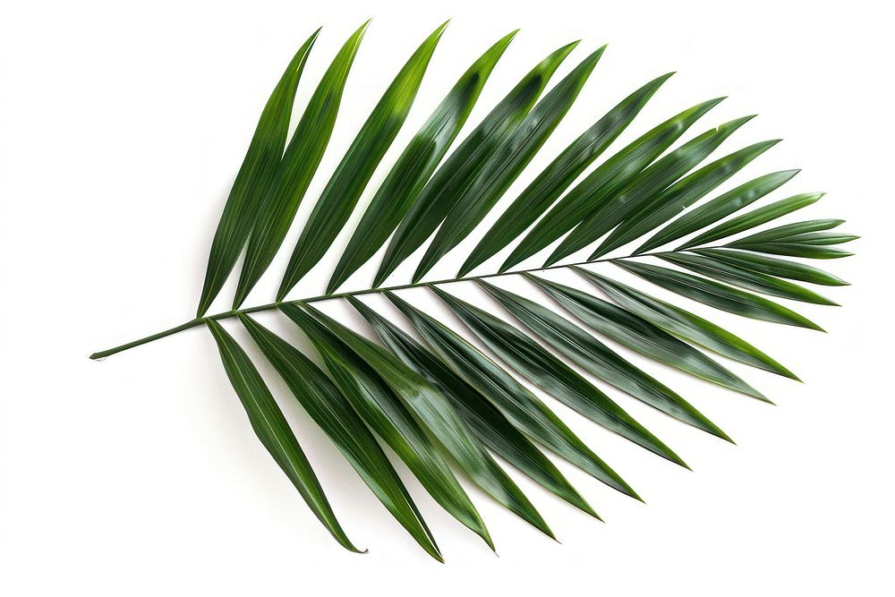 Dark tropical green palm leaf tree plant white background freshness.