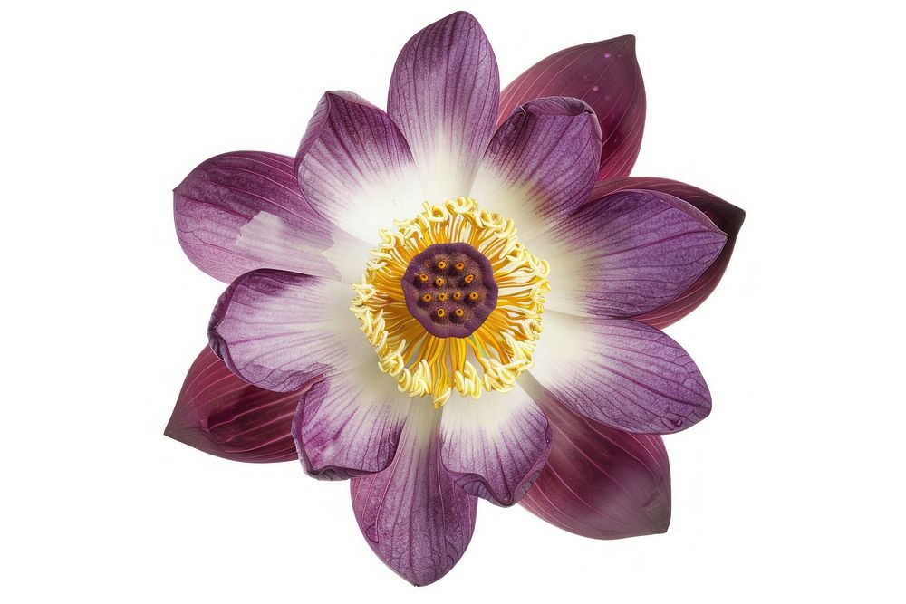 Purple lotus blossom flower petal.