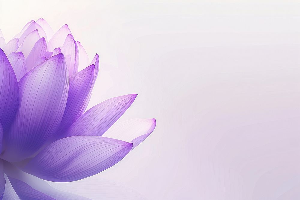 Purple lotus backgrounds flower petal.