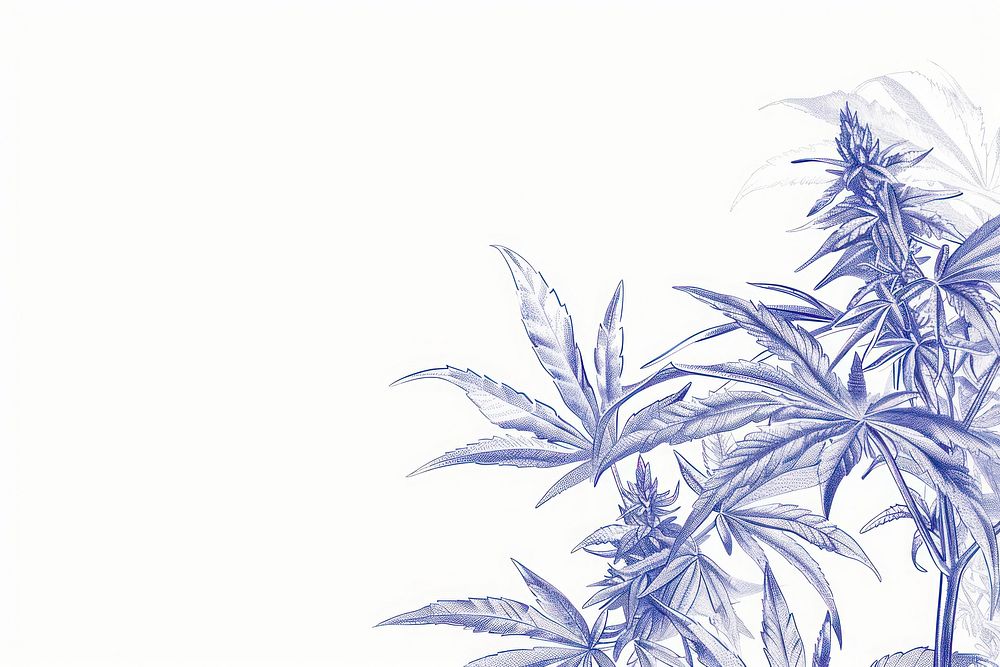 Vintage drawing cannabis flowers sketch plant paper.