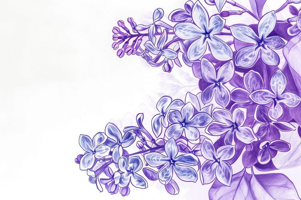 Vintage drawing lilac flowers plant backgrounds creativity.