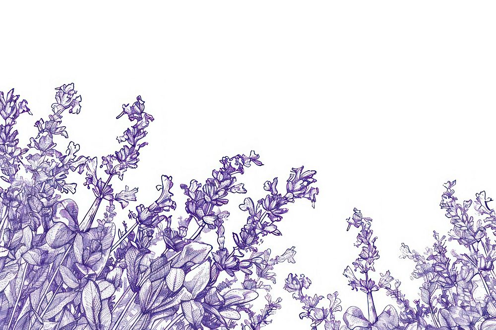 Vintage drawing lavender flowers pattern purple sketch.