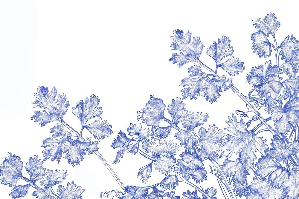 Vintage drawing cilantro plants pattern blue backgrounds.