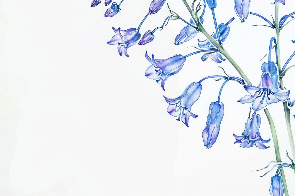 Vintage drawing bluebell flowers plant petal acanthaceae.