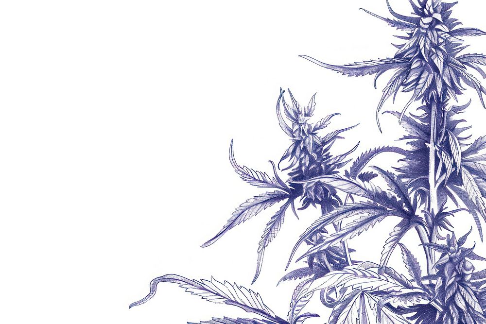 Vintage drawing cannabis flowers sketch paper plant.