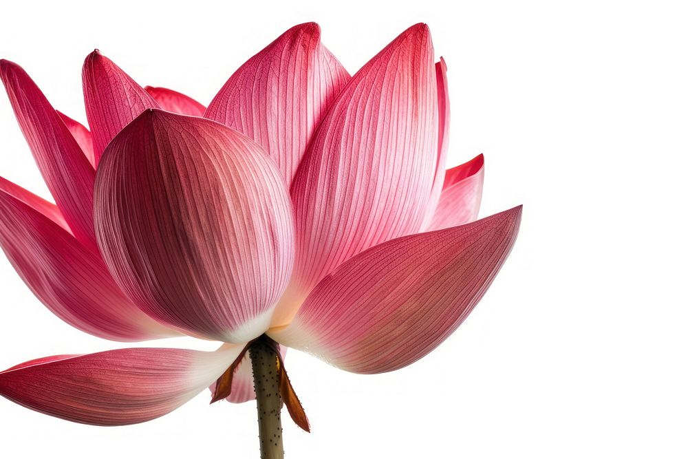 Red lotus blossom flower petal.