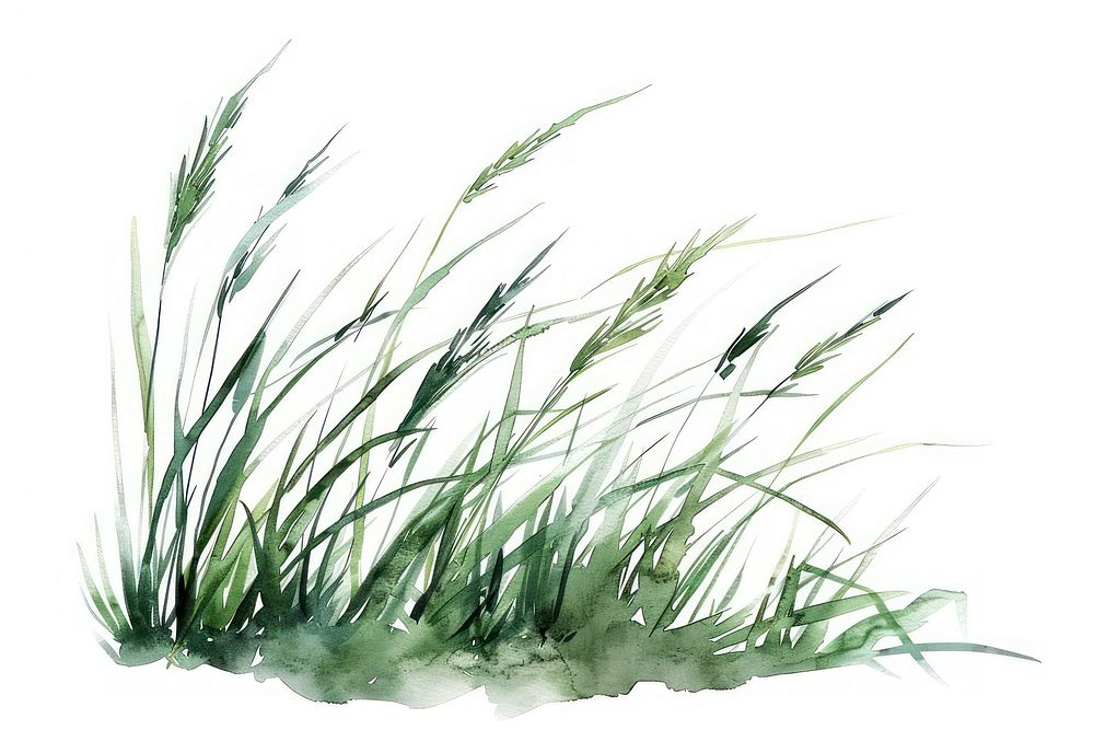 Grass plant tranquility wheatgrass.