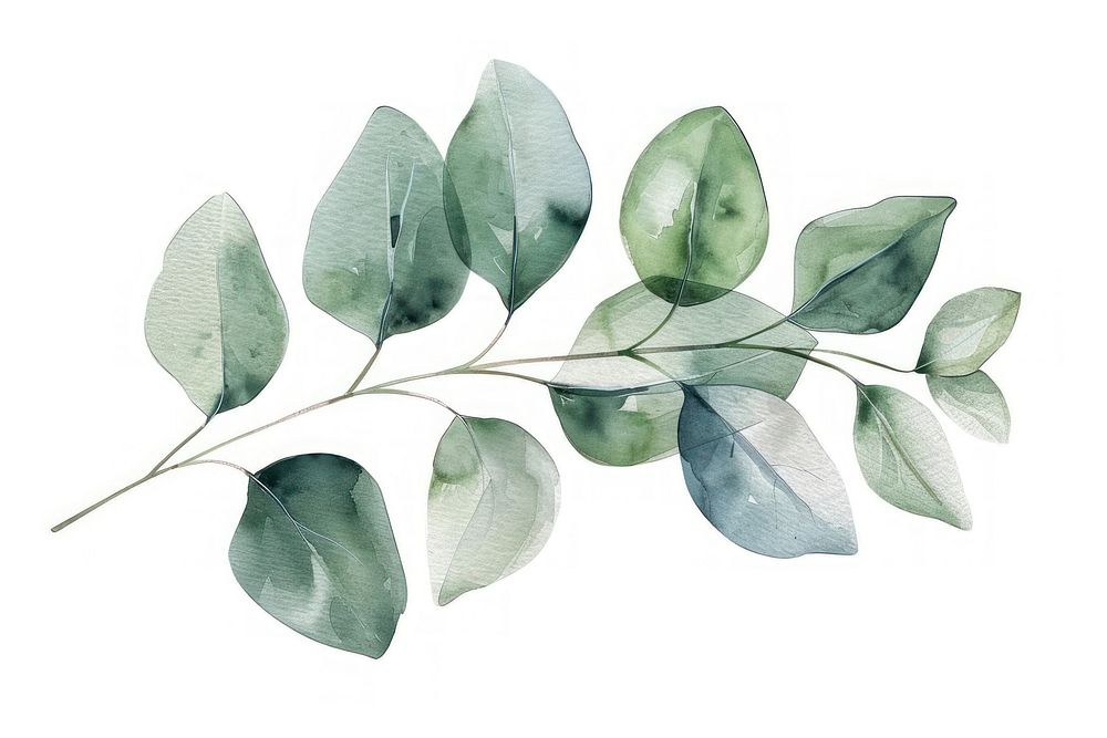 Eucalyptus branch plant leaf tree.