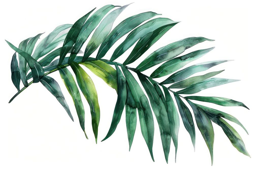 Palm leaves backgrounds plant leaf.