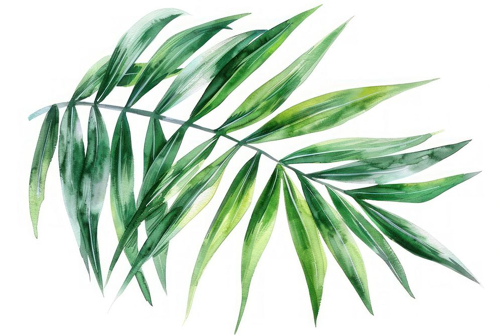 Palm leaves plant leaf freshness.