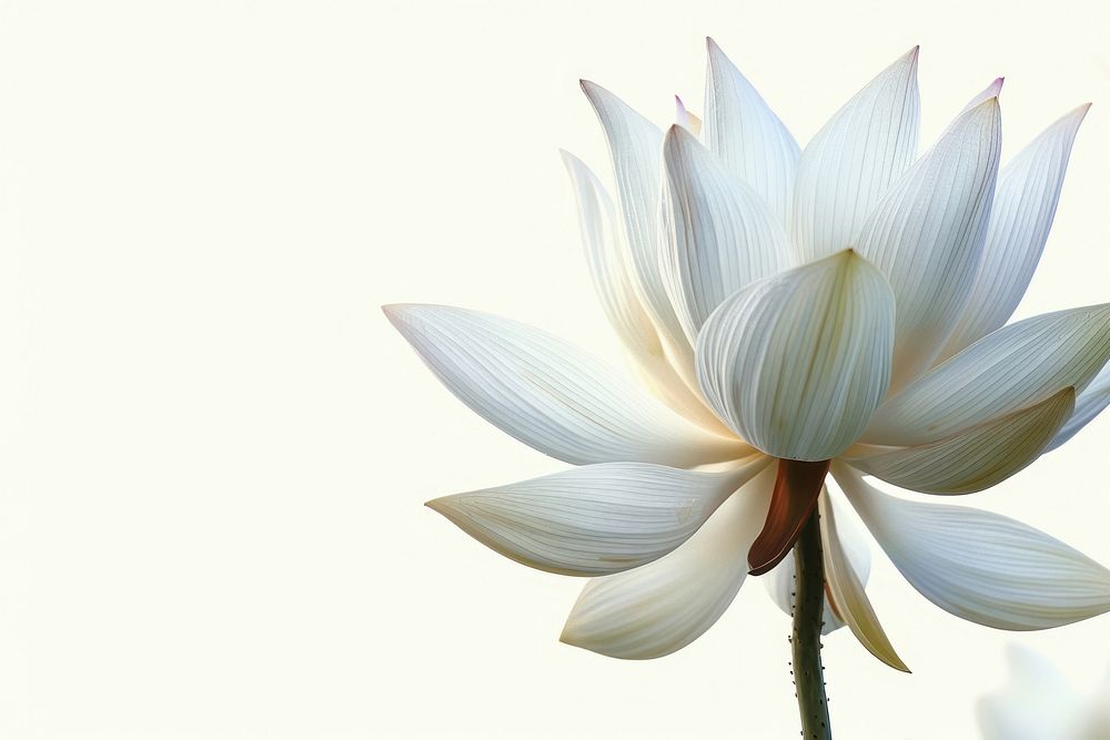 White lotus blossom flower petal.
