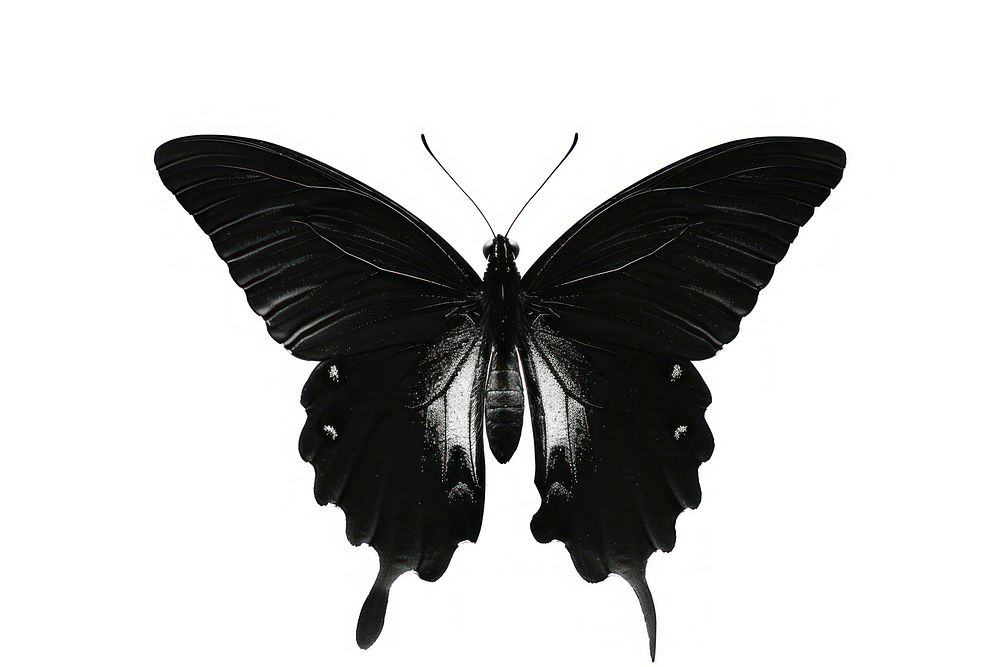 Black butterfly silhouette clip art insect animal white background.