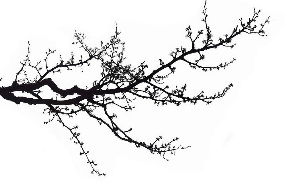 Branch silhouette clip art outdoors blossom flower.