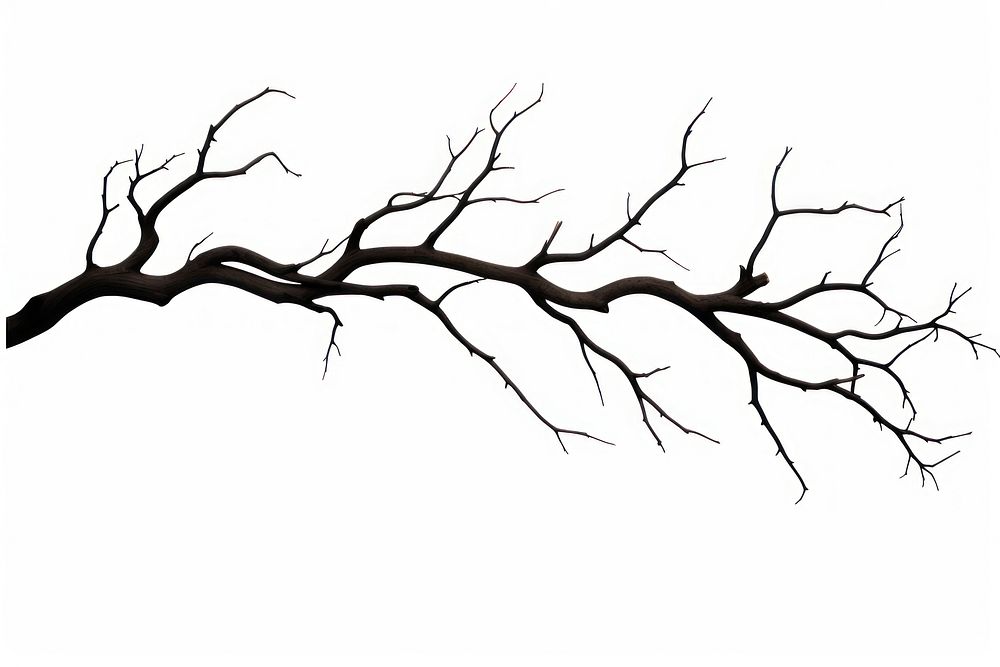 Dry tree branch silhouette art illustrated.
