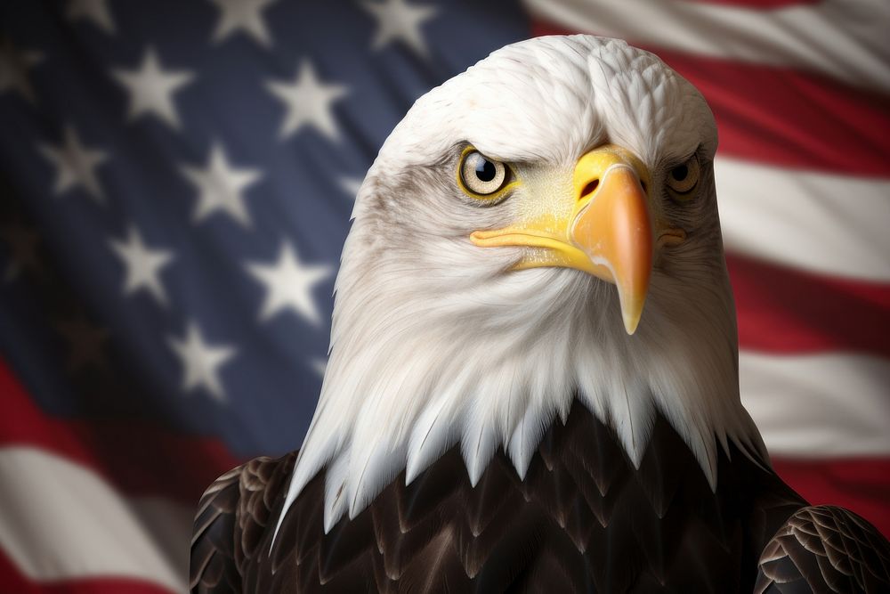 Bald Eagle portait eagle flag bald eagle.
