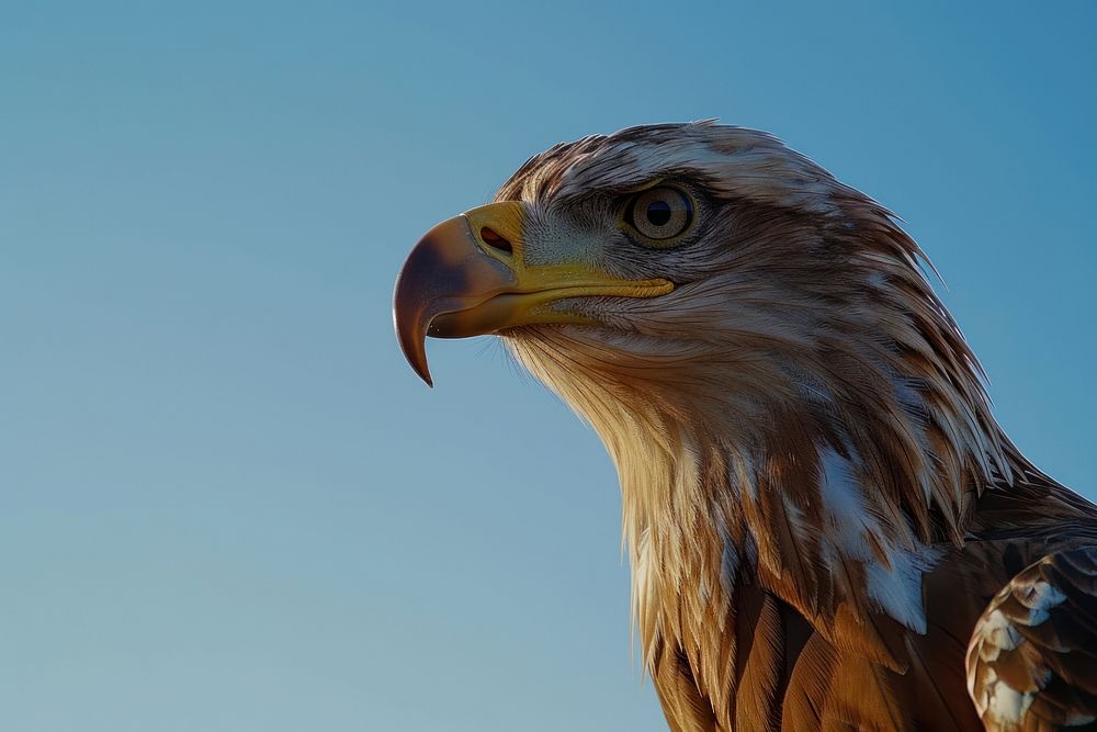 Bald Eagle portait eagle animal beak.