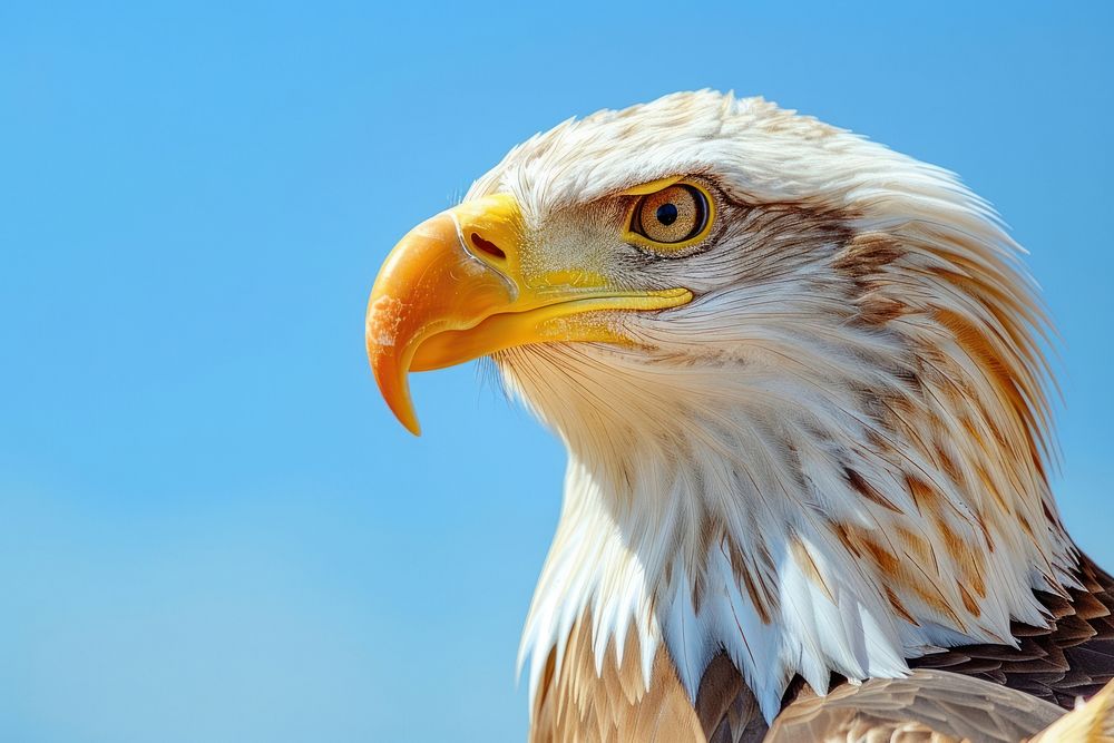 Bald Eagle portait eagle bald eagle animal.