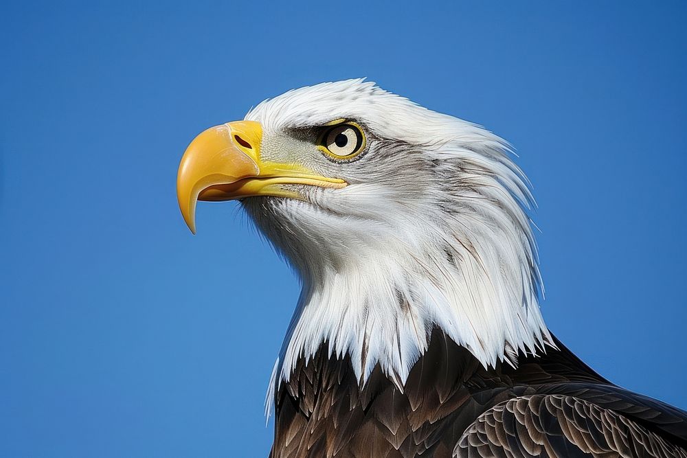 Bald Eagle portait eagle bald eagle animal.