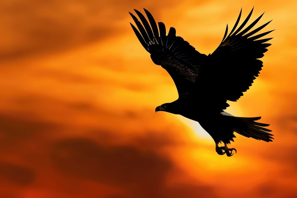 Bald head eagle flying backlighting vulture.